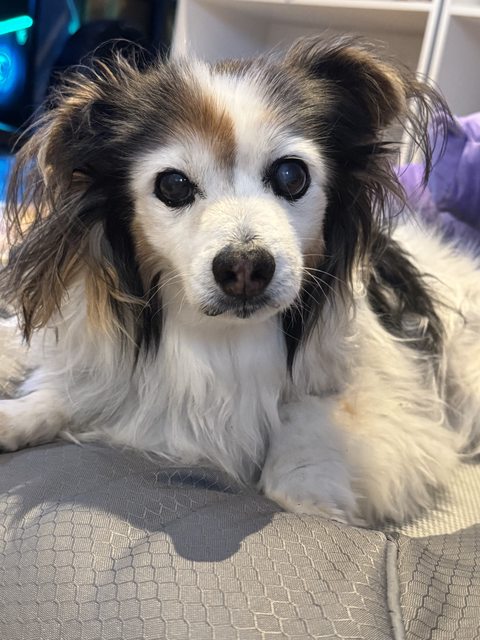 A photo of my dog Panko every day