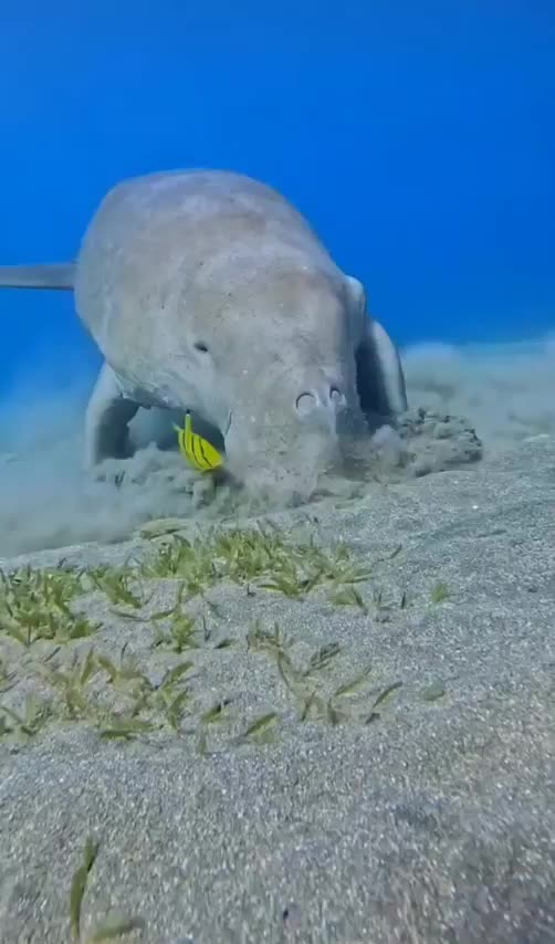 This place needs more Dugong