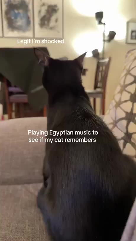 the cat: The Prophecy….is it the time already?