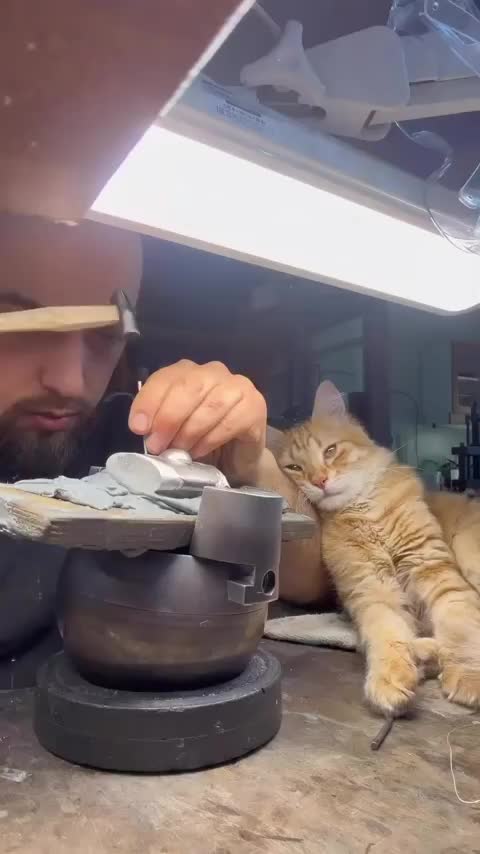 Cats don’t just hear “better” than us; they hear a completely different…