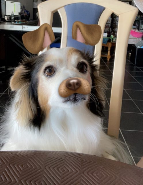 A photo of my dog Panko every day