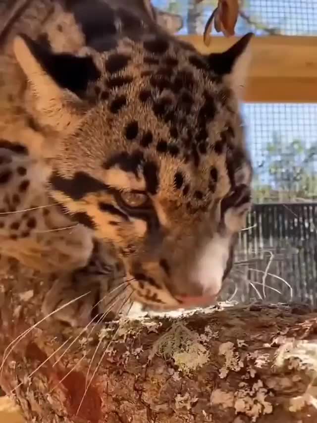 Big or small a cat is still a cat