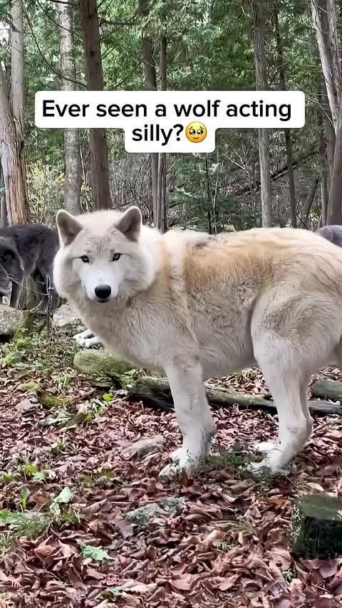 Sometimes it’s easy to tell that dogs came from wolves