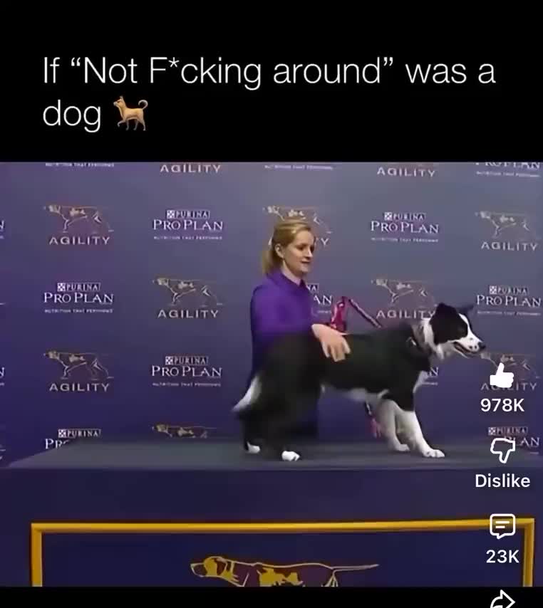 This dog gives a whole new meaning to FUR MISSILE!!!