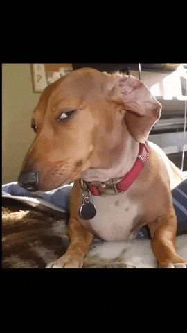 Suspicious Brown Dog