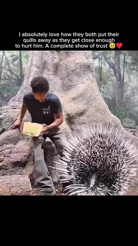 Porcupines!