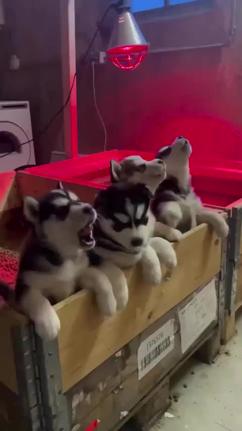 Gladys Knight & the Pups