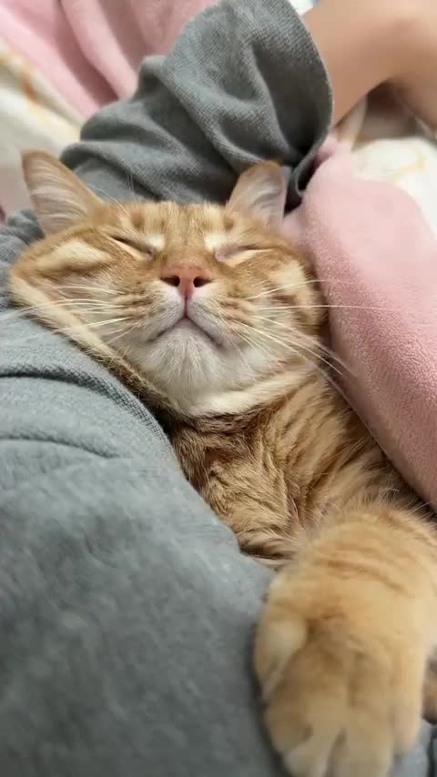 Orange Dreams