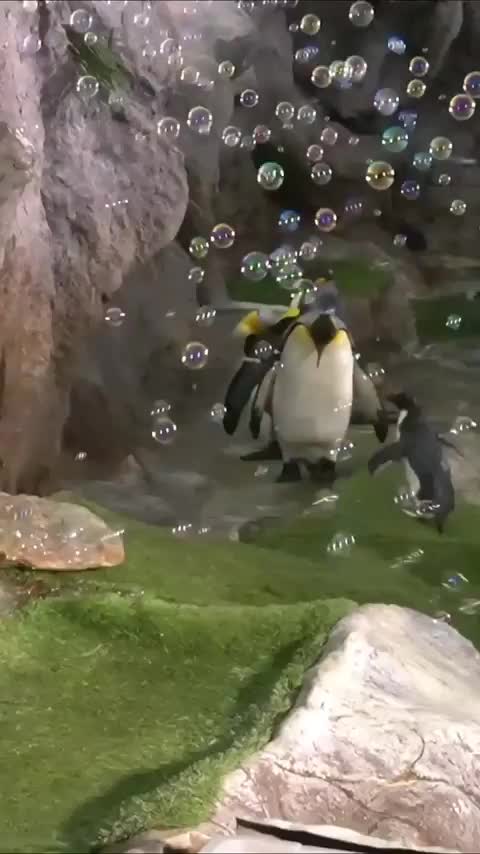 One year old penguin losing its mind over bubbles while other penguins…