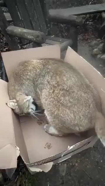 Kitties are kitties