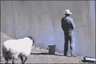 sheep rams