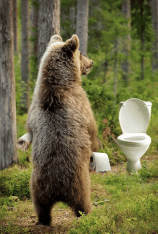 Bears Woods