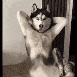 Dog Laughing