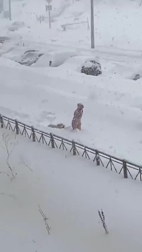 This place needs more snowy dog walks