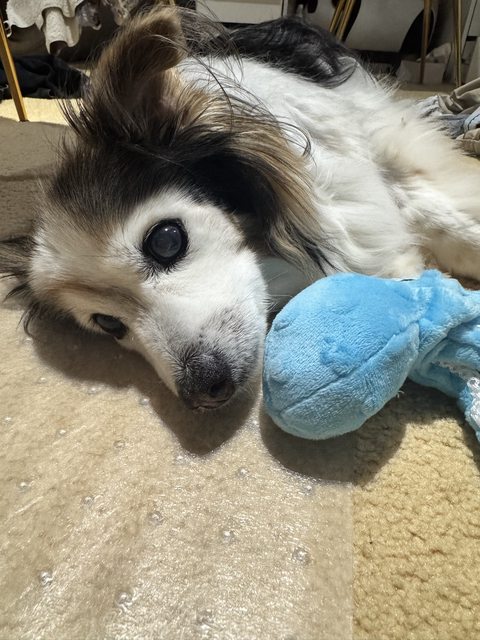 A photo of my dog Panko every day