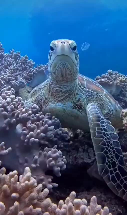 Turtle Tuesday