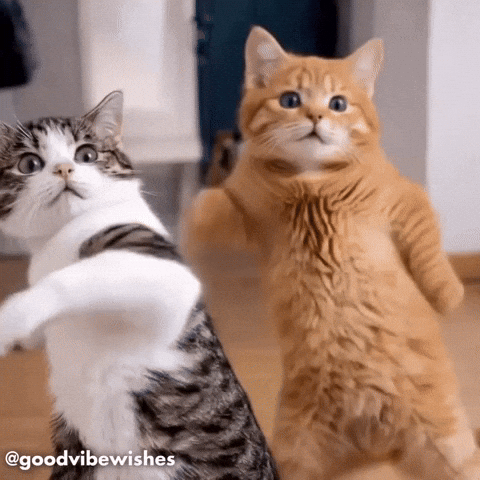 Cats Dancing