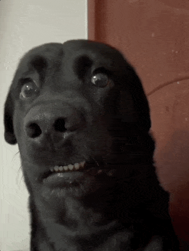 Shocked Eyes GIF by MOODMAN
