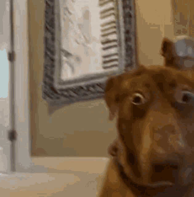 Shocked Dog