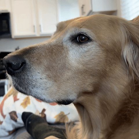 Golden Retriever Dog