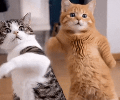 Cats Dancing