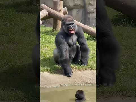 Gorilla Dad Laughs at Baby Falling & Gets Instant Karma! 😂