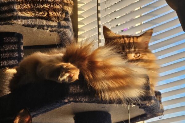The Golden Hour