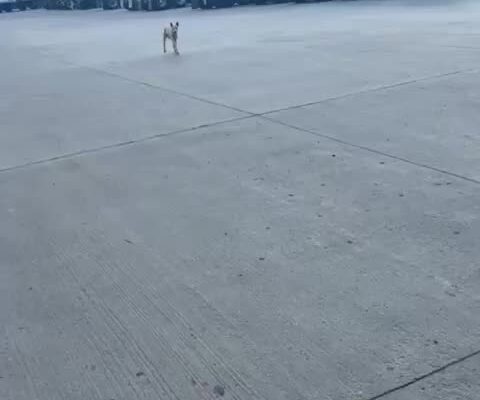 Great rescue story