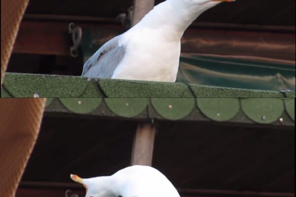 Inhaling Seagull