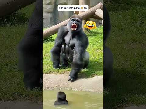 Gorilla Dad Laughs at Baby Falling & Gets Instant Karma! 😂