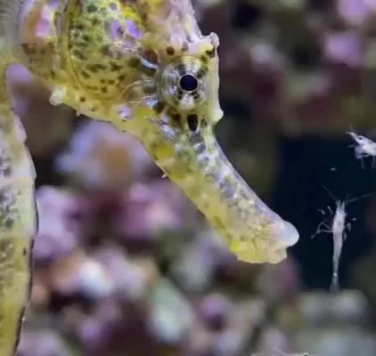This place needs more Seahorse
