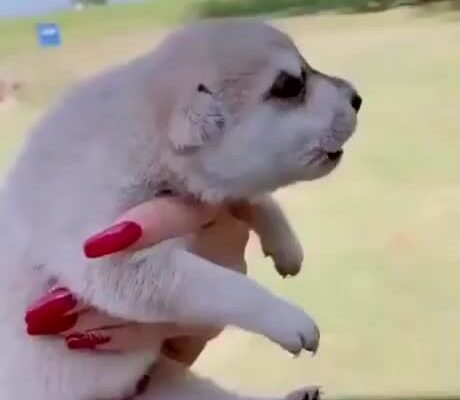 Smol Awoos