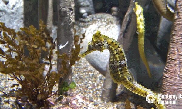 Real seahorse feeding