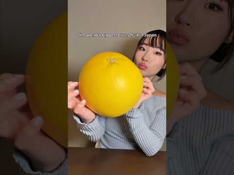 The World’s Biggest Citrus Fruit in Japan!? —Banpeiyu