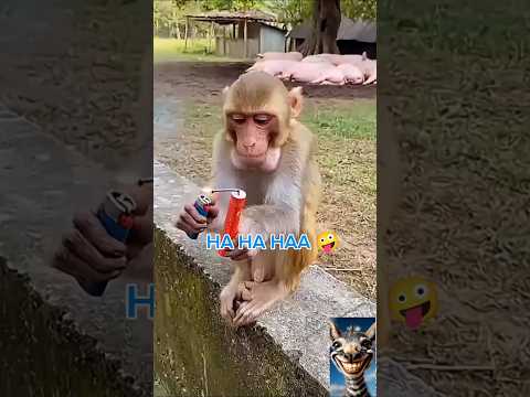 OMG 😂 Monkeys Being Hilarious! Funniest Monkey Clips #FunnyAnimals #MonkeyShorts #TrendingNow #viral