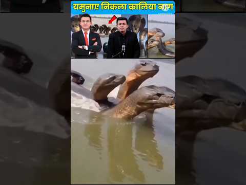 वृंदावन में लौट आया कालिया नाग | Kaliya Nag Vrindavan | सच्चाई क्या है ।…