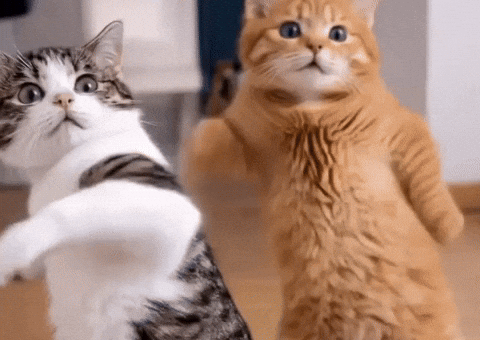 Cats Dancing