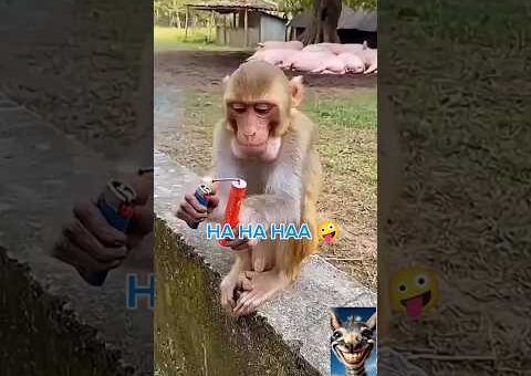 OMG 😂 Monkeys Being Hilarious! Funniest Monkey Clips #FunnyAnimals #MonkeyShorts #TrendingNow #viral