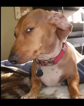 Suspicious Brown Dog