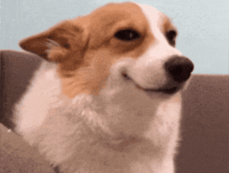 Dog Smile