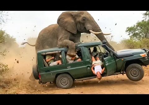 Incredible Safari Moments Caught on Camera