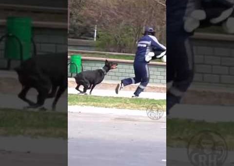 Funny Animals Caught On Camera #shorts