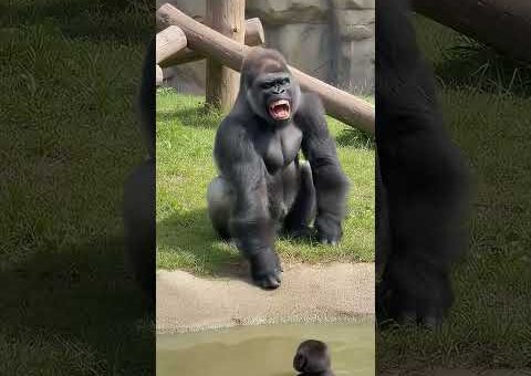 Gorilla Dad Laughs at Baby Falling & Gets Instant Karma! 😂
