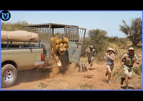 Incredible Animal Moments Caught on Camera !