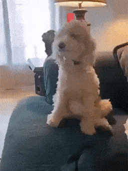 Dog Lol
