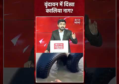 वृंदावन में कालिया नाग? वायरल वीडियो की सच्चाई | AI से बना फर्जी वीडियो का…