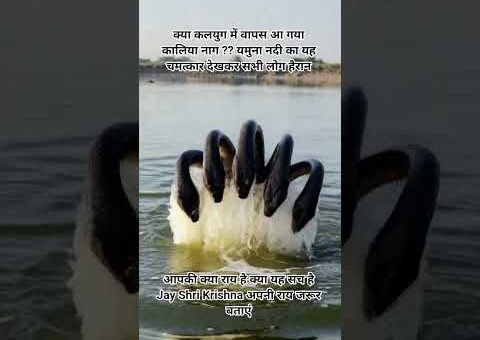 मथुरा की पावन यमुना जी में कालिया नाग लौट आया कालिया नाग #kaliyanaag #trending #viral…
