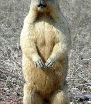 Groundhog Day