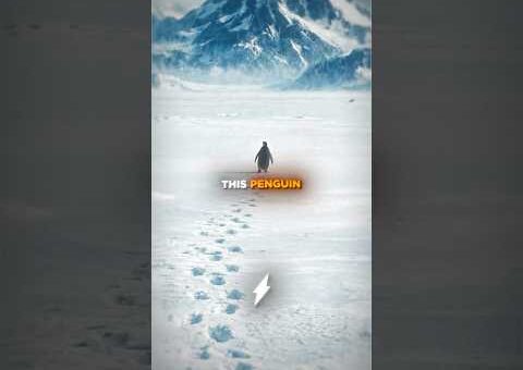 The Truth Behind The Viral Penguin…🤯🥶