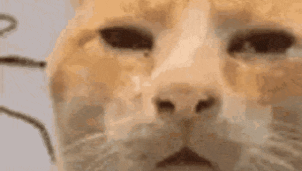 Cat Confuse GIF by Rizal Althur